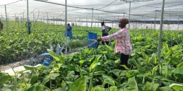 Ndzɛmba ahorow a ɔmma ekuafo hɔn dwumadzi nnkɔ yie