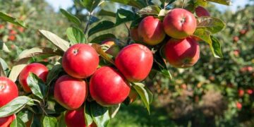 Abaɛfor aper kuayɛ wɔ Ghana – kuayɛ bi a otwar dɛ ekuafo enyi kɔ ho