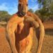 KANGAROO BI AKUM NE WURA WƆ AUSTRALIA