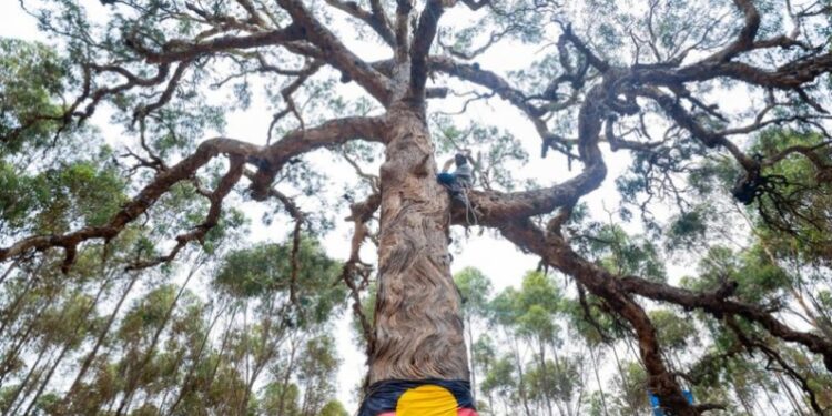 Abibiman mu nnua a εwᴐ asasepεsεε soᴐ no ntumi mfa kaabᴐn dodo nsie te sε kane no- Nhwehwεmu bi mu nsεm