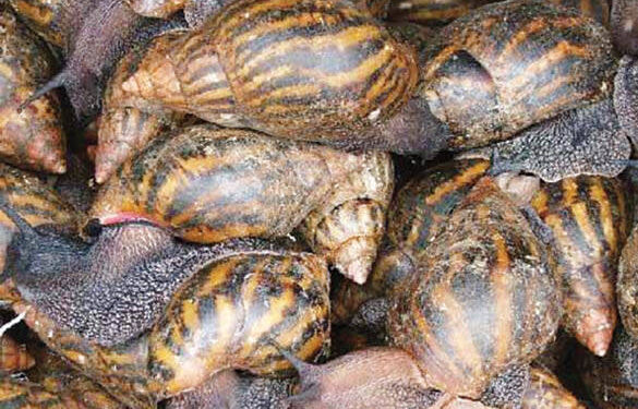 Nwa so mfasoɔ wɔ nipadua no mu