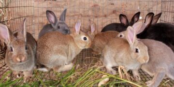 Nyɛmmoa nson binom a wobɛtumi ayɛn bi wɔ Ghana anya sika pii afiri mu