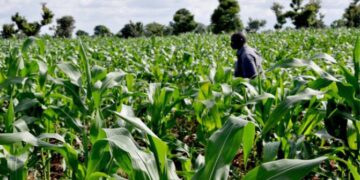 Nnɔbaeɛ binom a sika wom pa ara a wobɛtumi adua bi wɔ Ghana