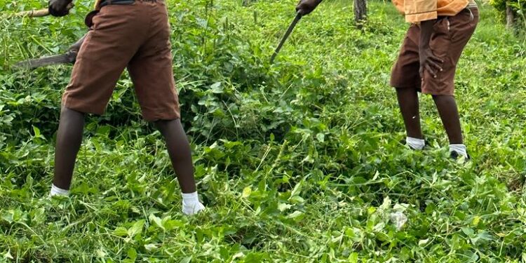 Ɛfata sɛ wɔde adɔ yɛ asotweɛ wɔ sukuu ahodoɔ mu?